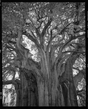 [Tule Giant Tree Oaxaca, 2005]