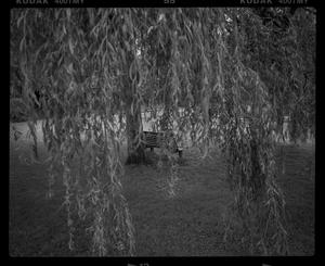 [Bench Hanging Trees, 2007]