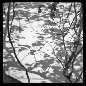 [Branches and Shadows, 2011]