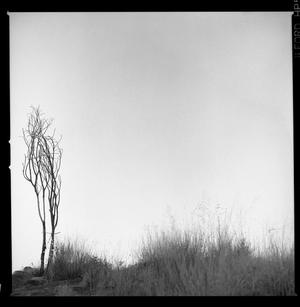 [Tree Against Sky, 2014]
