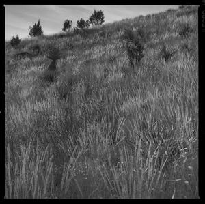 Primary view of object titled '[West Texas Grasses 2, 2014]'.