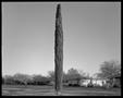Photograph: [Dallas Tree, 1979]