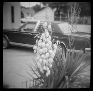[Flowers & Car, 1986]