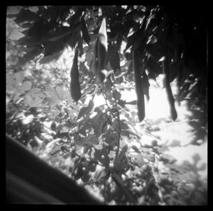 [Droopy Wisteria 2, 2011]