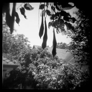 [Droopy Wisteria, 2011]
