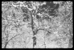 [Snow Trees 1978]