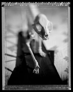 [Cat Skeleton 2011]