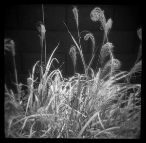 [Twirly Weeds Plastic, 2011]