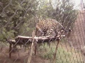 [News Clip: Sanctuary Sentinel - Leopard's Watchful Stroll Behind Secure Enclosure]