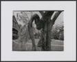 Thumbnail image of item number 1 in: '[Double exposure of a young boy standing next to a tree]'.