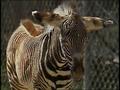 Video: [News Clip: Zebras At The Zoo]