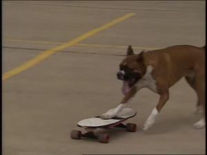 [News Clip: Skateboarding Dog]