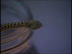 [News Clip: Fort Worth Zoo Snakes]