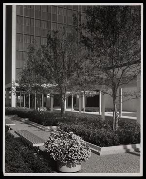 [Trees and flowers in planters outside Oak Cliff Bank and Trust]