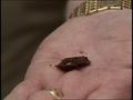 Video: [News Clip: Termites]