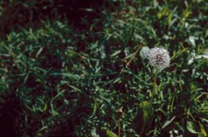 [Dandelion in Grass]