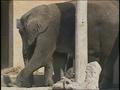 Video: [News Clip: Elephant]