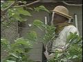 Video: [News Clip: Bees Swarm]