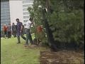 Primary view of [News Clip: Tree Planting]