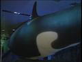 Video: [News Clip: Whale Exhibit]