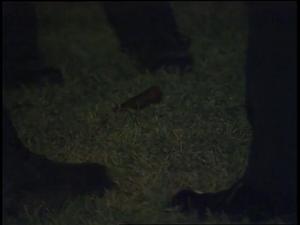 [News Clip: Fatal Shooting-Stab Columbia and Henderson]