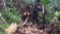Video: Description of harvesting fern trees, part 6