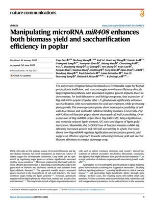 Manipulating microRNA miR408 enhances both biomass yield and saccharification efficiency in poplar