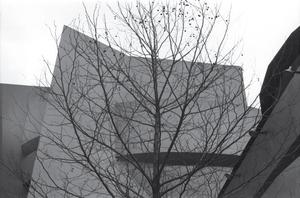 [A tree outside the Guggenheim, 1]