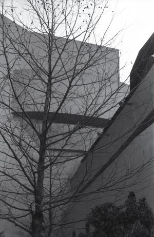 [A tree outside the Guggenheim, 2]