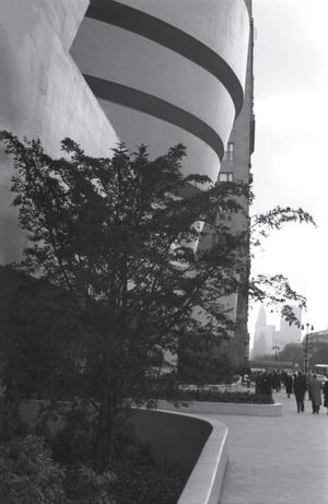 [A tree outside the Guggenheim, 4]