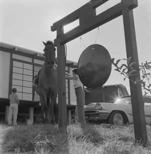 [Shelly Citron, next to a horse and gong]