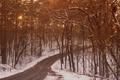 Photograph: [Winter's Embrace: A Serpentine Journey Through Tyler State Park]