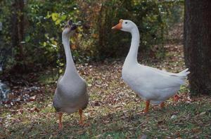 [Graceful Geese: A Serene Moment at Tyler State Park]