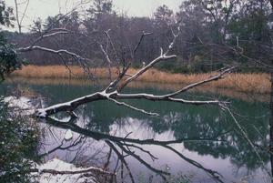 [Winter Serenity: Lake at Tyler State Park]