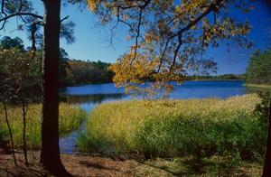 [Serene Reflections: Tyler State Park's Lake]