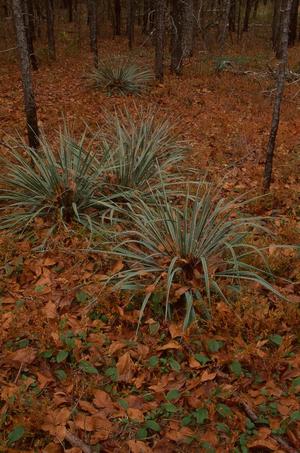 [Serenity Amidst Nature: Yucca Plants at Tyler State Park]