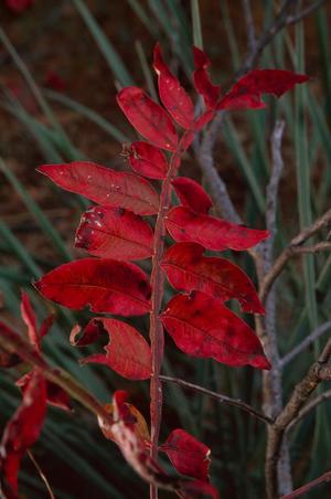 [Nature's Tapestry: Leaves at Tyler State Park]