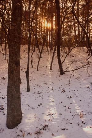 [Winter's Embrace: Snowy Serenity at Tyler State Park]