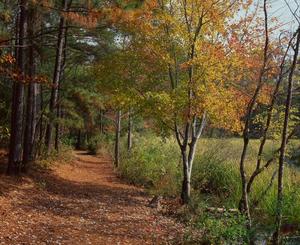 Primary view of object titled '[Enchanting Pathways: Tyler State Park Trail]'.