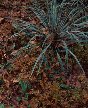 [Graceful Yucca: A Portrait from Tyler State Park]