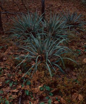 Primary view of object titled '[Tyler's Silent Sentinel: Yucca's Whisper in the Park]'.