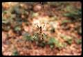 Photograph: [Photograph of a spider]