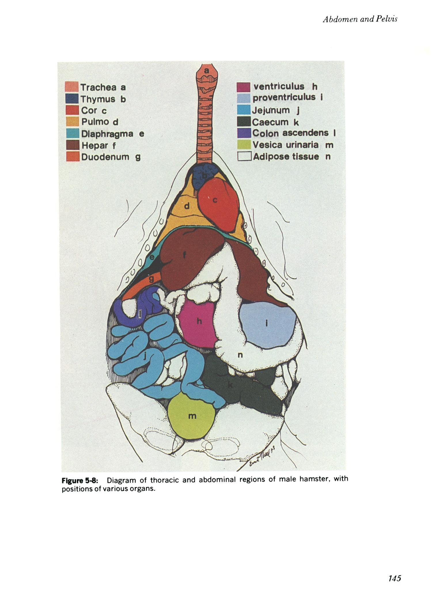 Clinical anatomy of the European hamster, Cricetus ... diagram of colon 
