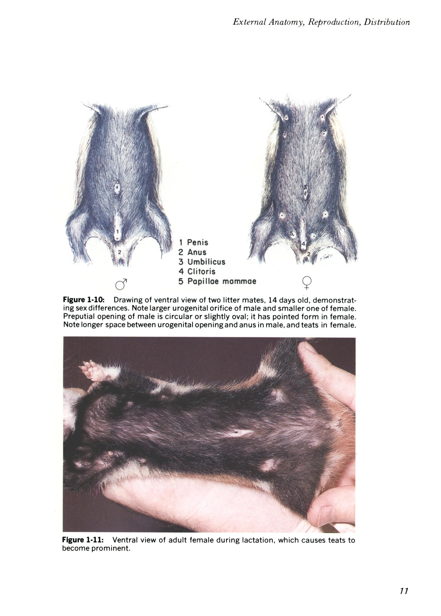 Clinical anatomy of the European hamster, Cricetus cricetus, L. - Page