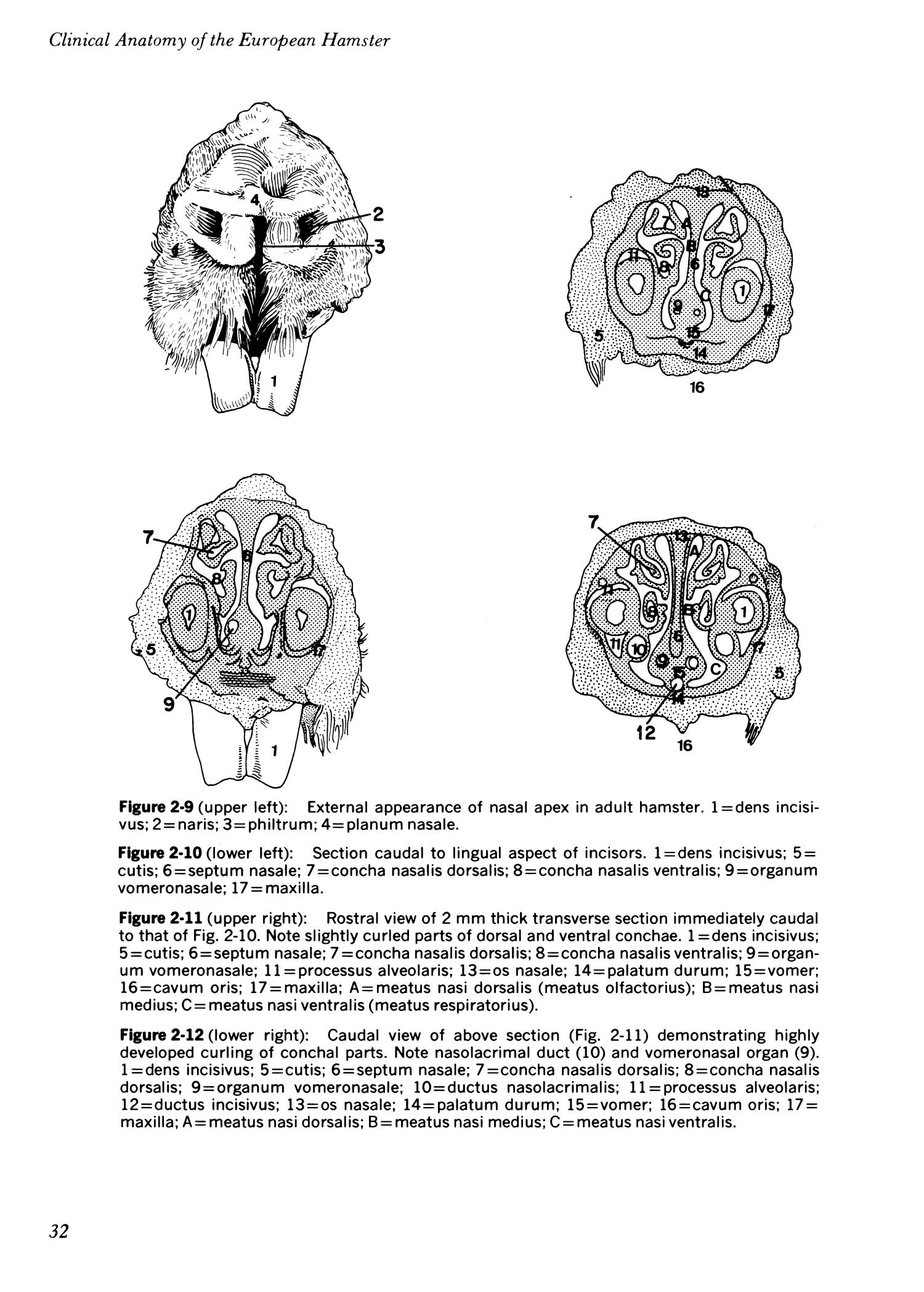 Clinical anatomy of the European hamster, Cricetus cricetus, L. - Page 44 -  UNT Digital Library