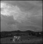 Photograph: [Overcast cattle]