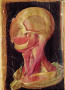 Artwork: Anatomical Drawing of the Human Head