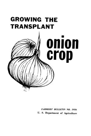 Growing the transplant onion crop.