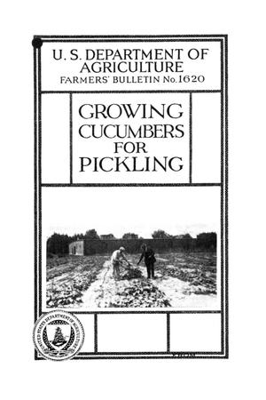 Growing cucumbers for pickling.