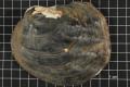 Thumbnail image of item number 1 in: 'Amblema plicata, Specimen #1600'.